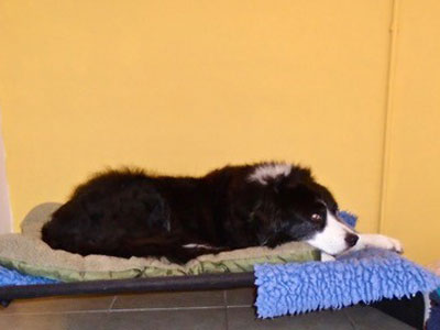 Towsers Kennels comfortable bedrooms